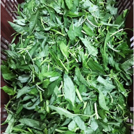 Kangkong Cut